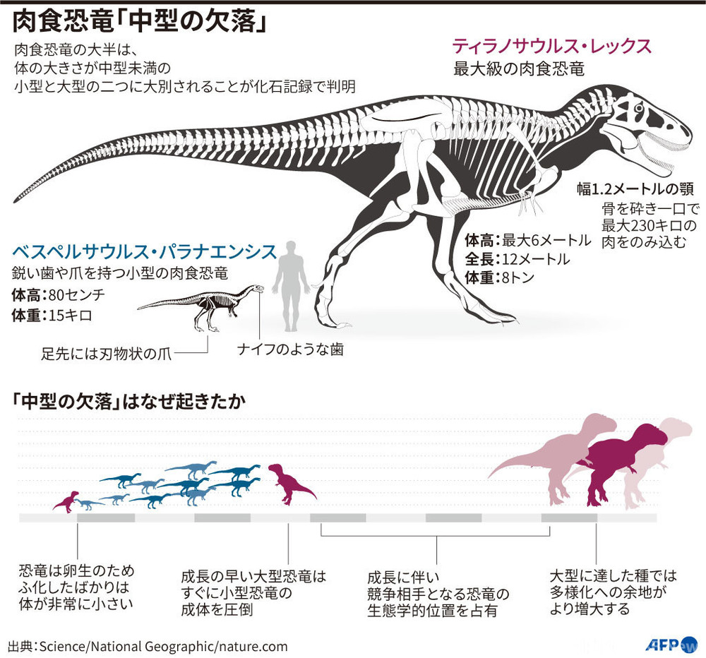 T・レックスの未成体、中型肉食恐竜を生存競争で排除か 米研究
