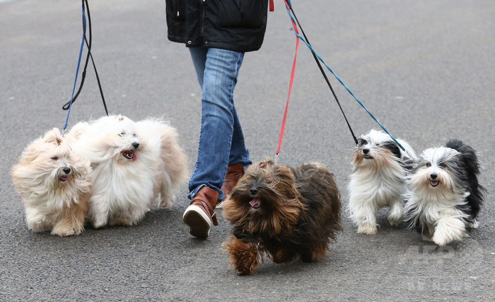 犬の心臓病リスク 夏生まれで高く 研究 写真1枚 国際ニュース Afpbb News