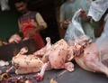 パキスタン・カラチの市場で、鶏肉に群がるハエ（2019年8月31日撮影）。(c)RIZWAN TABASSUM / AFP