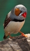 キンカチョウ。（2010年1月27日公開）。(c)AFP/PERIPITUS FROM WIKIMEDIA COMMONS