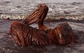 米南部沖のメキシコ湾（Gulf of Mexico）の原油流出事故で油まみれになったカッショクペリカン。米ルイジアナ（Louisiana）州East Grand Terre Islandで撮影。流出した原油はルイジアナ州沿岸部に大量に押し寄せている（2010年6月4日撮影）。(c)AFP/Getty Images/Win McNamee