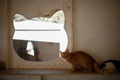 キプロス沿岸の街パフォスに近いタラ村にあるタラ修道院キャットパークで、窓のそばに立つ猫（2016年10月4日撮影）。(c)AFP/Florian CHOBLET