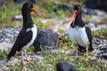 エクアドル・ガラパゴス諸島に生息するミヤコドリ（2023年6月26日撮影）。(c)ERNESTO BENAVIDES / AFP