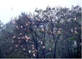 陝西省漢中市洋県で撮影された木に群がるトキとシラサギ（撮影日不明、資料写真）。(c)People’s Daily/許叢軍