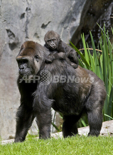 ゴリラファミリーの新顔を初公開、サンディエゴ動物園 写真1枚 国際