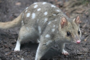 野生のフクロネコの赤ちゃん、オーストラリア本土で50年ぶりに誕生