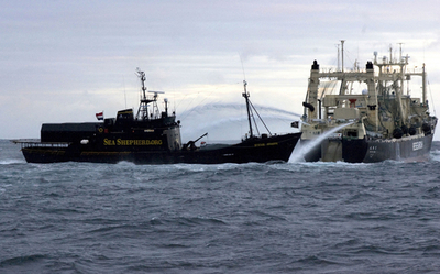 日本、調査捕鯨縮小をIWCで提案準備 関係筋