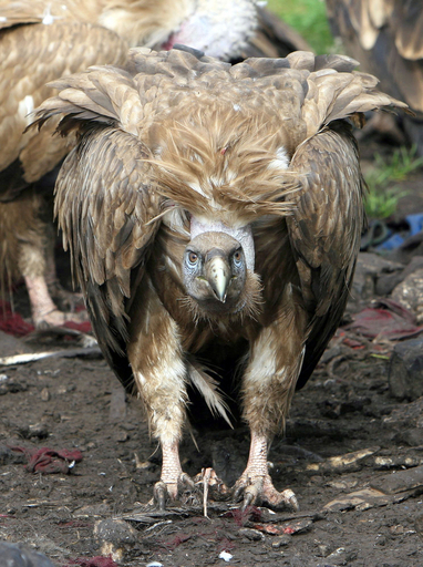 中国チベット族に今なお残る「鳥葬」の伝統