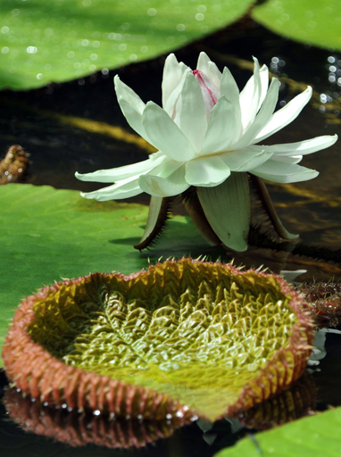オオオニバスの花14年ぶりに咲く、コロンビア