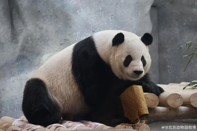 パンダ界の王子モンランが「後ろ歩き」 北京動物園がコメント