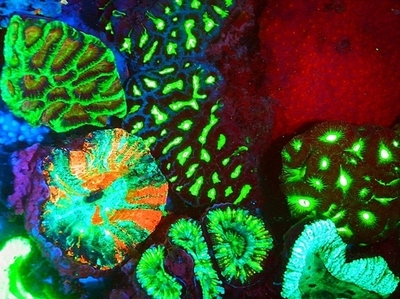 抗ガン剤研究の道照らす、光るサンゴ礁群を発見 オーストラリア