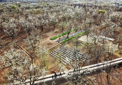 中国の古梨園システム、世界農業遺産に認定 甘粛省什川鎮