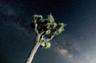 【今日の1枚】ジョシュア・ツリー上空に輝く天の川 米加州