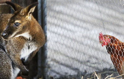 オランダに野良カンガルー現る？
