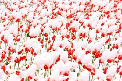 チューリップが雪化粧 新疆天山天池