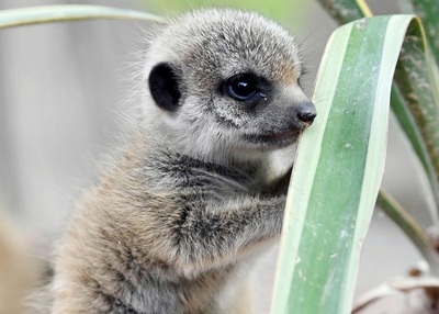 ひとりで立てるもん、ミーアキャットの赤ちゃん 独動物園