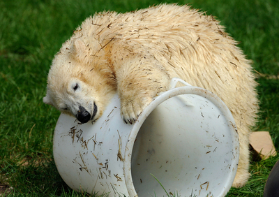 すっかり大きくなったフロッケ、趣味はお昼寝?