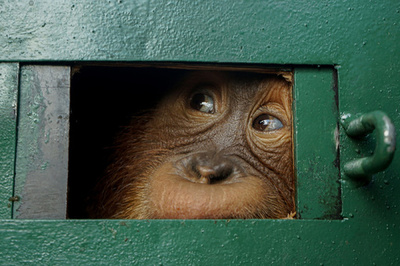 【今日の1枚】森へ帰るオランウータン、別れを惜しむ