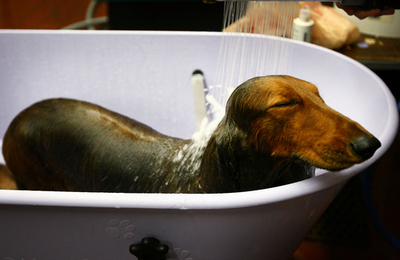 世界最大級のドッグショー、開催迫る 米NY