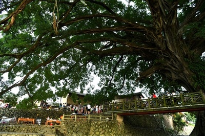 ガジュマルと土楼の村の夏休み　福建「雲水謠」