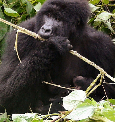 ビルンガ国立公園のゴリラ、コンゴ
