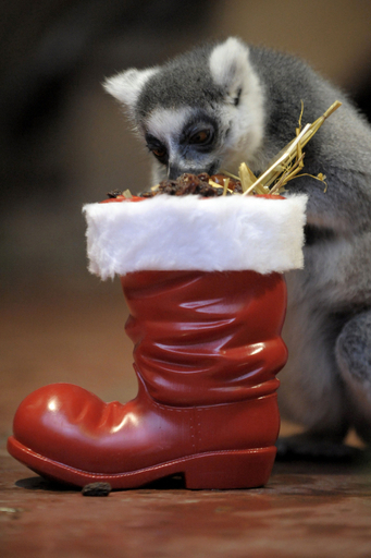 キツネザルも大喜び、クリスマス前のサプライズ・プレゼント