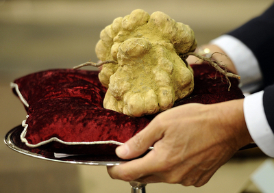 巨大な白トリュフ、1個で1200万円