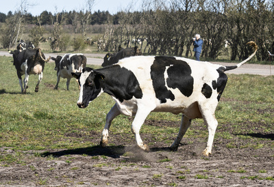 デンマーク、家畜に世界初の炭素税 夏以降に審議・承認へ