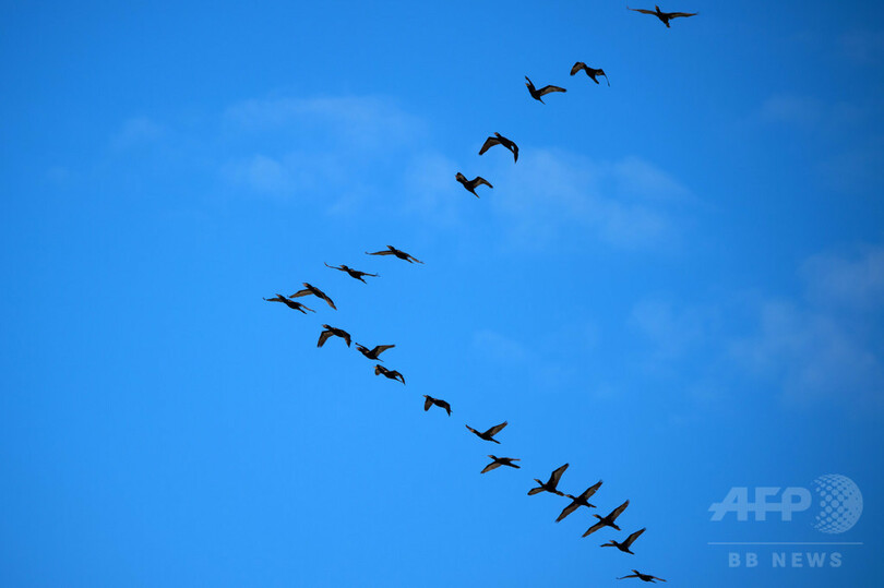 英国人の餌やり 渡り鳥の飛来に影響 写真1枚 国際ニュース Afpbb News