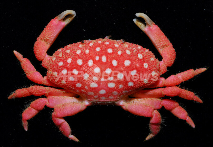 「イチゴカニ」？台湾で新種発見