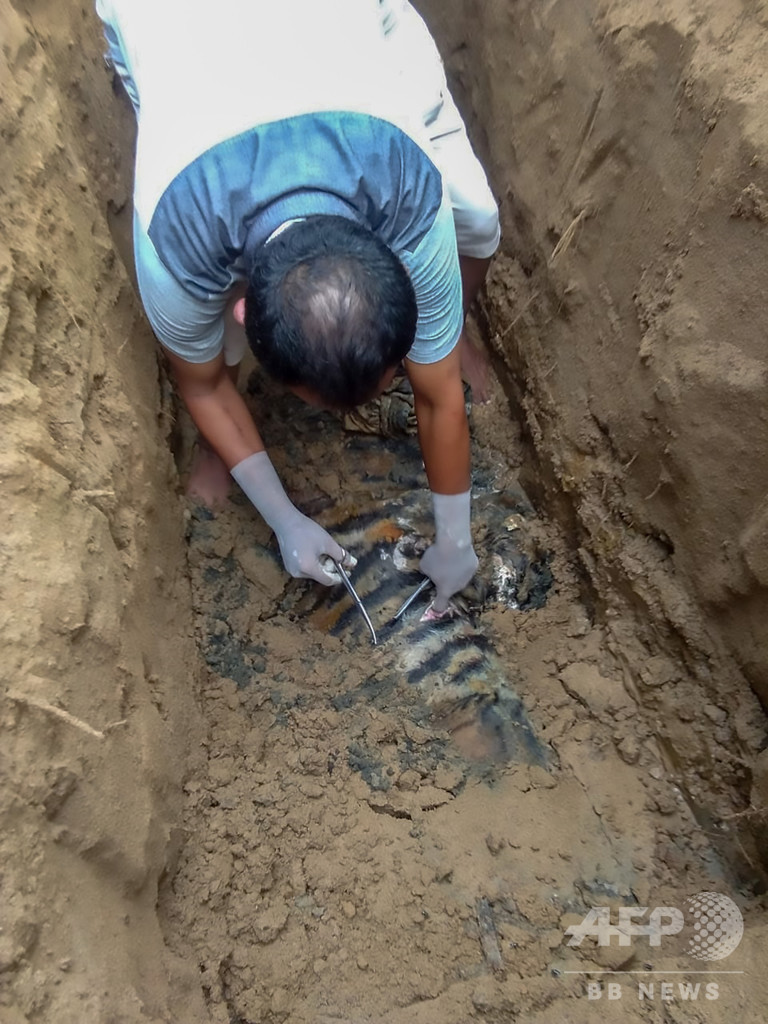 スマトラトラの死骸発見相次ぐ、毒殺か インドネシア