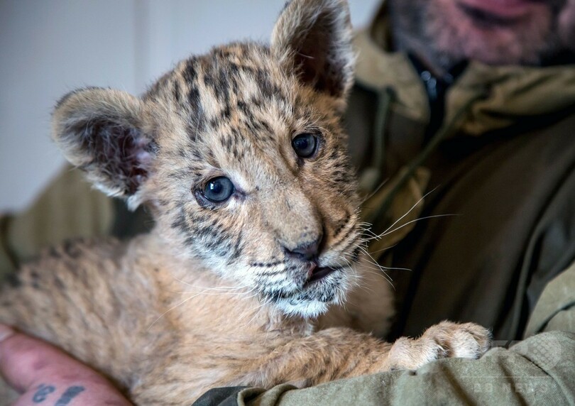 ライオンとトラから生まれた ライガー ロシアの動物園で誕生 写真5枚 国際ニュース Afpbb News