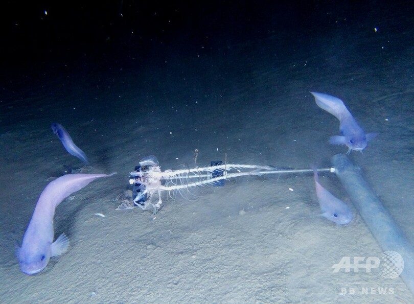 7500メートルの深海で新種の魚3種発見 南米西岸沖のアタカマ海溝 写真3枚 国際ニュース Afpbb News