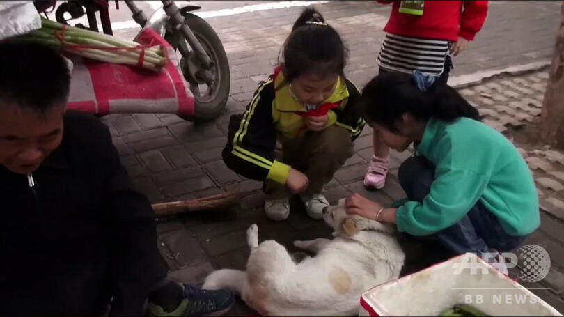 洛陽の「忠犬ハチ公」、身障者の主人と店を守る子犬 中国