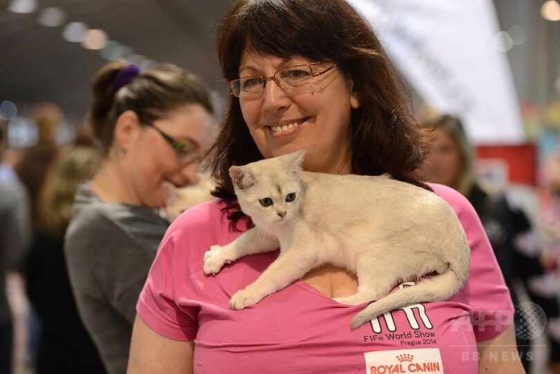 美しい猫ばかり、プラハで国際キャットショー