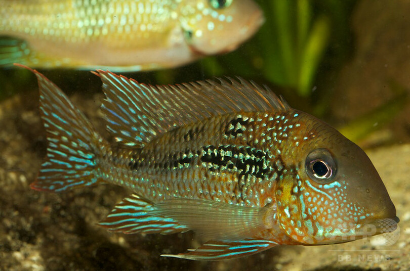 アマゾン熱帯雨林で新種400種近く発見 WWF