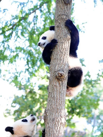 大丈夫 子パンダの木登りにヒヤヒヤ 米首都動物園 写真17枚 国際ニュース Afpbb News