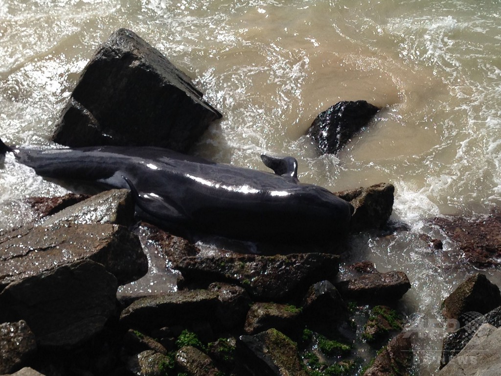 クジラ12頭、防波堤に迷い込み死ぬ オーストラリア クジラ12頭、防波堤に迷い込み死ぬ オーストラリア