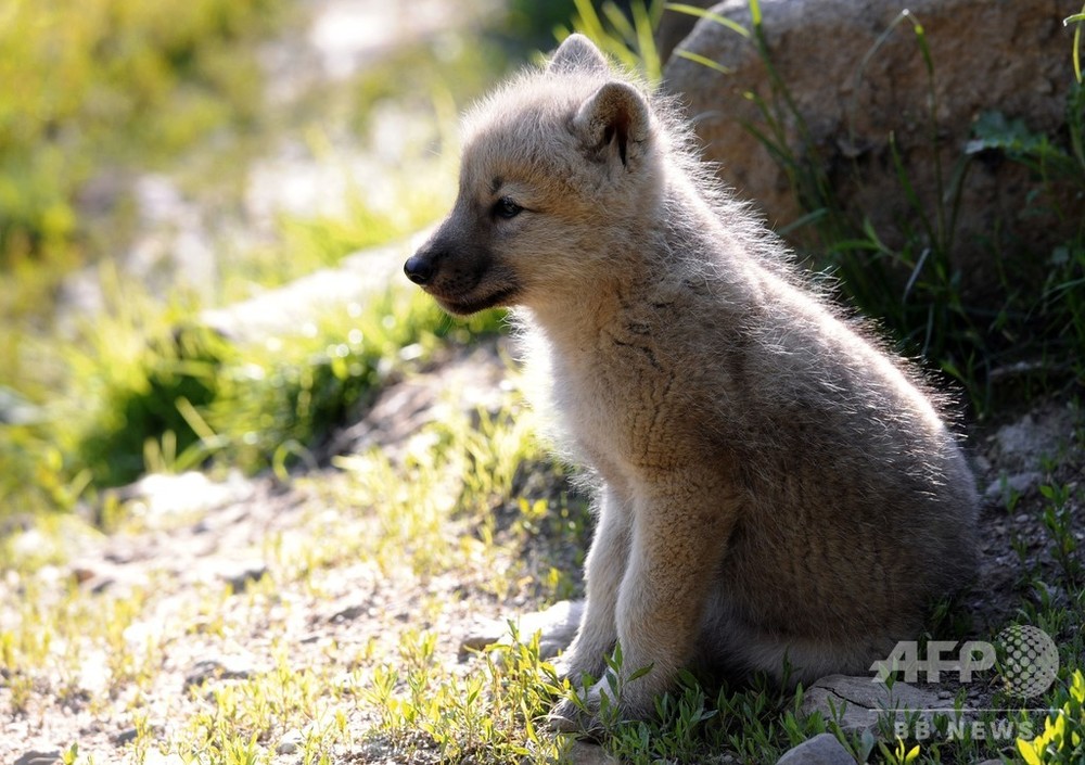 オオカミの子も 取ってこい の遊びをする 研究 写真1枚 国際ニュース Afpbb News