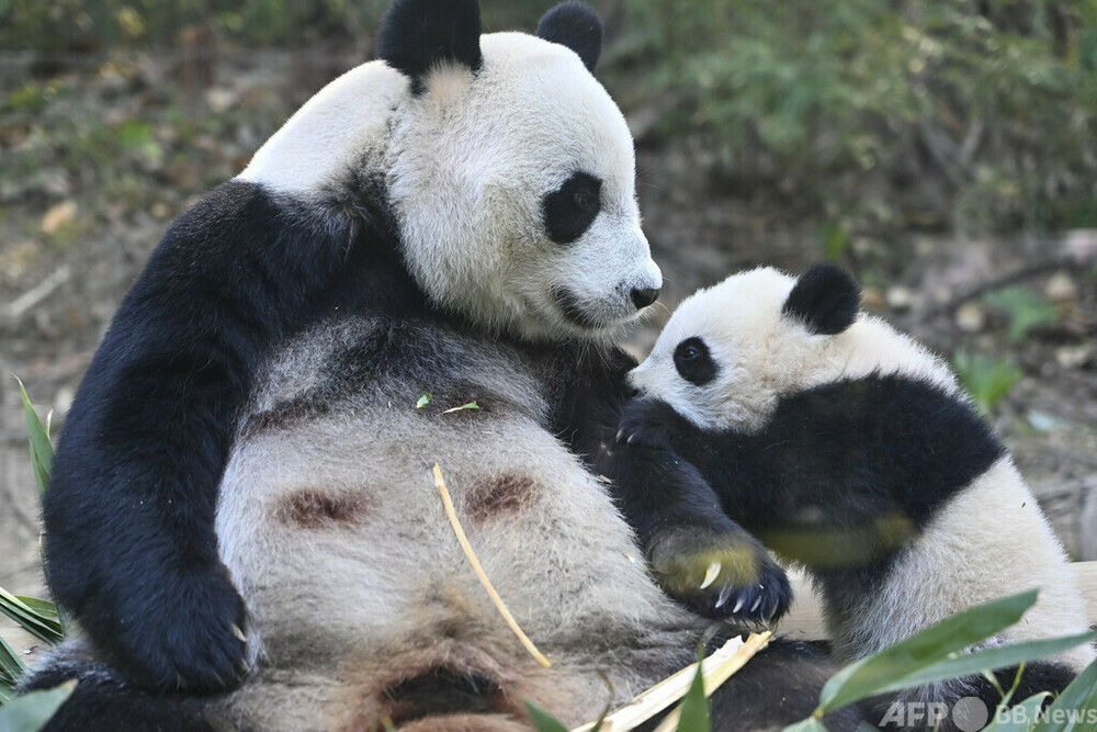 img_a22223790a1de3a7dbd42a6e1e