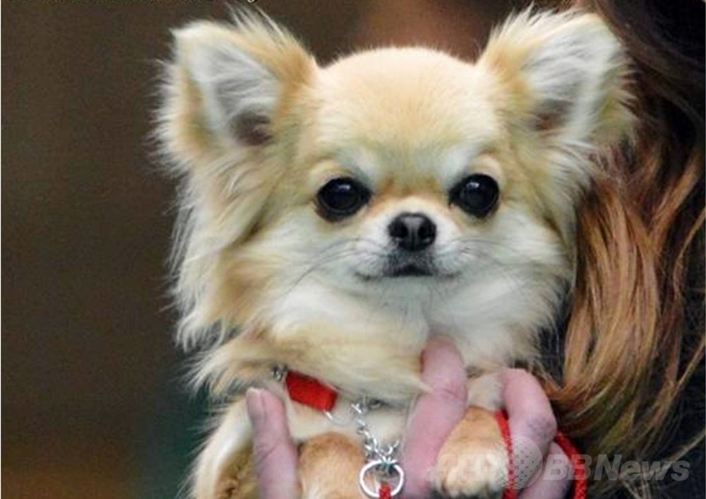 ドッグショー受賞犬 強盗に連れ去られる 英国 写真1枚 国際ニュース Afpbb News