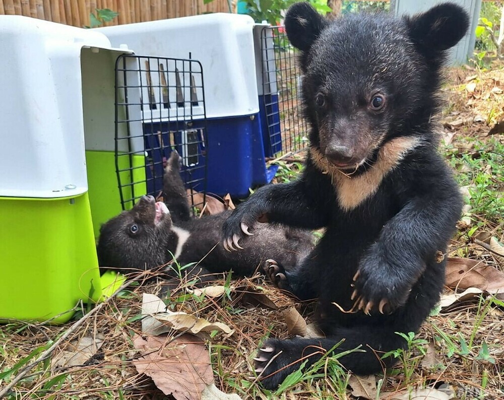 クマ Amazon.com: Korilakkuma San-X Original Chinchilla Costume Plush
