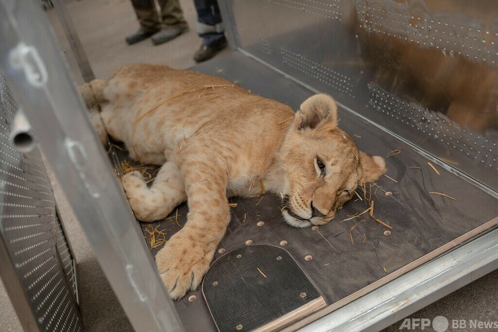 ライオン5頭、ウクライナから避難 ポーランド 写真7枚 国際ニュース