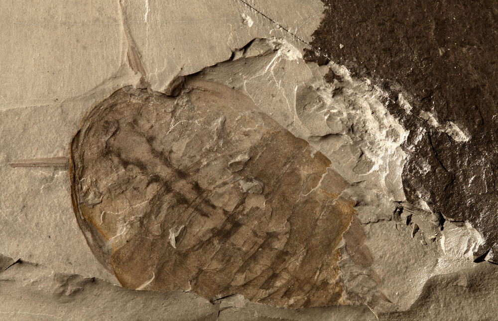 カンブリア紀の「化石の宝庫」発見 湖北省 写真11枚 国際ニュース:AFPBB News