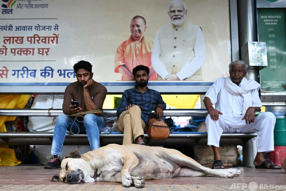 野良犬 mqdefault.jpg