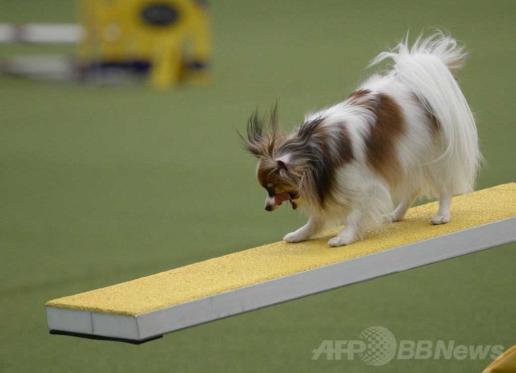 犬の機敏さ競う「アジリティ」選手権、NYで開催