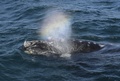 アルゼンチンのバルデス半島近海で、ミナミセミクジラの潮吹きによって浮かび上がった虹（2015年10月2日撮影）。(c)AFP PHOTO / JUAN MABROMATA