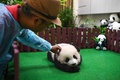 マレーシアの首都クアラルンプールの国立動物園で初めて公開された生後4か月の雌のパンダをなでる飼育員（2018年5月26日撮影）。(c)AFP/Manan VATSYAYANA