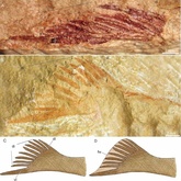中国科学者 2億年前の巨大魚竜化石を再び発見 写真1枚 国際