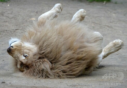 ほのぼのホワイトライオン一家、仏動物園 写真20枚 国際ニュース：AFPBB News